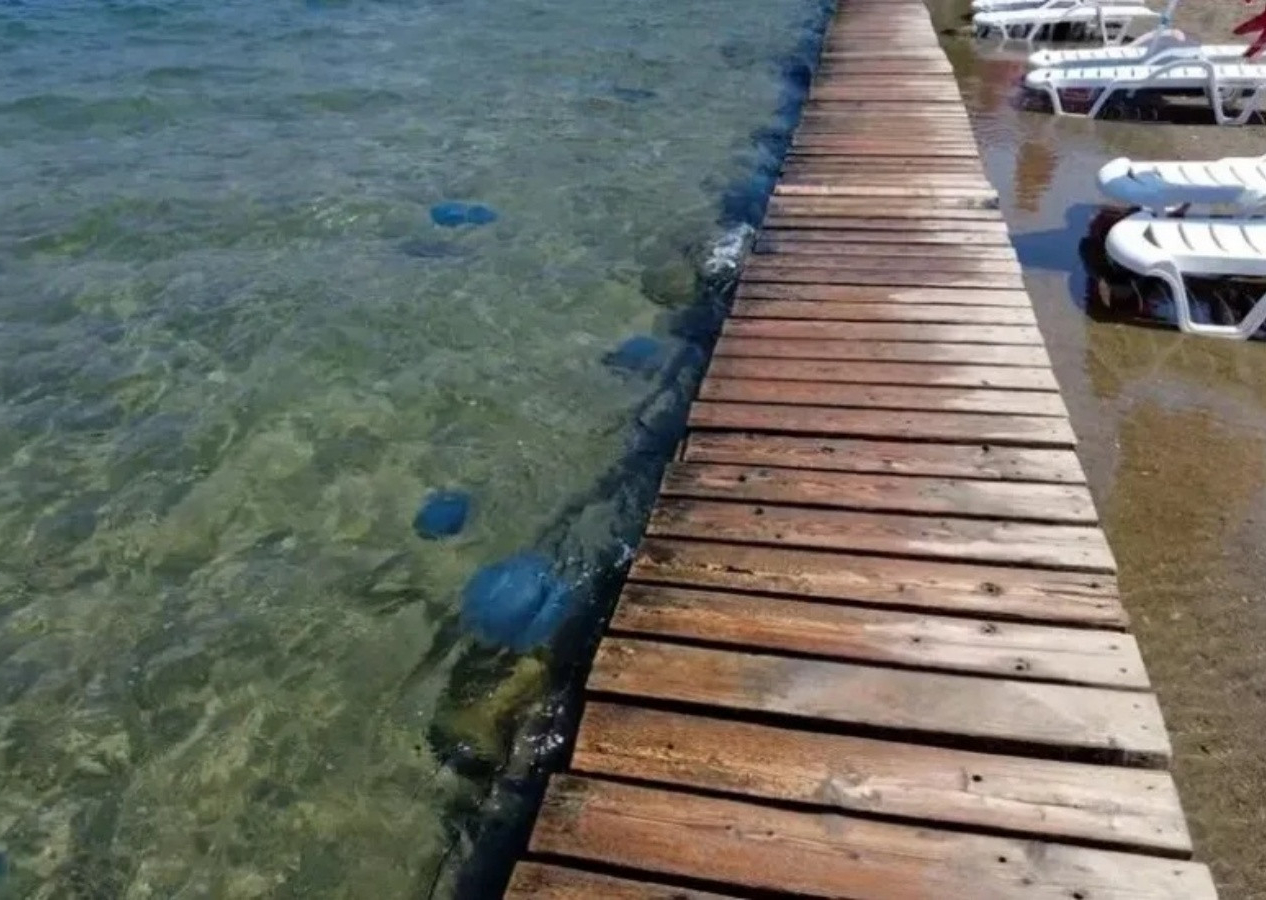 İzmir'de 'mavi denizanası' istilası! Temas edeni zehirliyor...