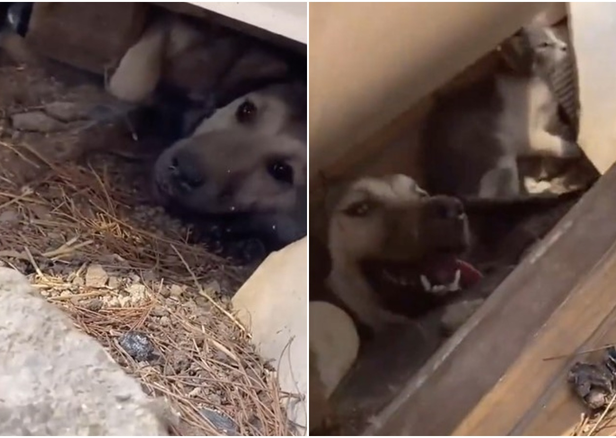 Çanakkale'den yürek burkan görüntüler! Yangından korkan kedi ve köpek birlikte saklandı