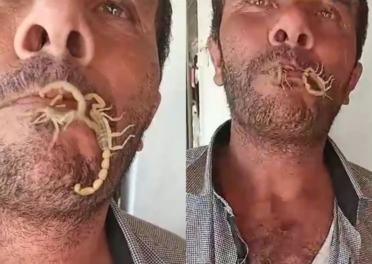 Akrepleri ağzına alıp kendini sokturdu! Nedeni ise şaşkına çevirdi