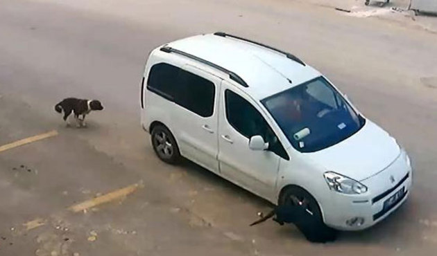'Köpeği ezen sürücünün ehliyetine el konulsun' talebi
