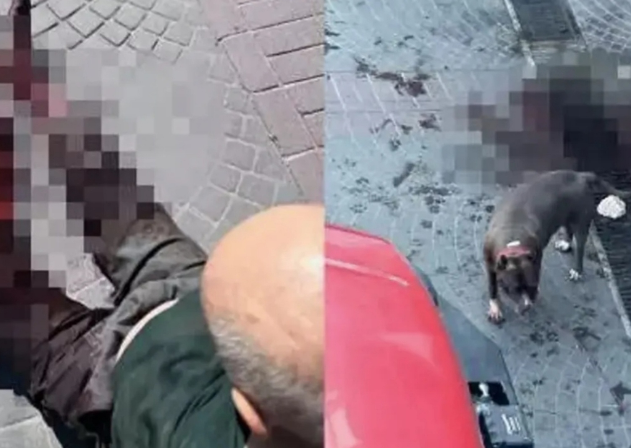 Bakırköy'deki Pitbull dehşeti! Köpeğin sahiplerine ceza kesildi: Olan yaşlı adama oldu...