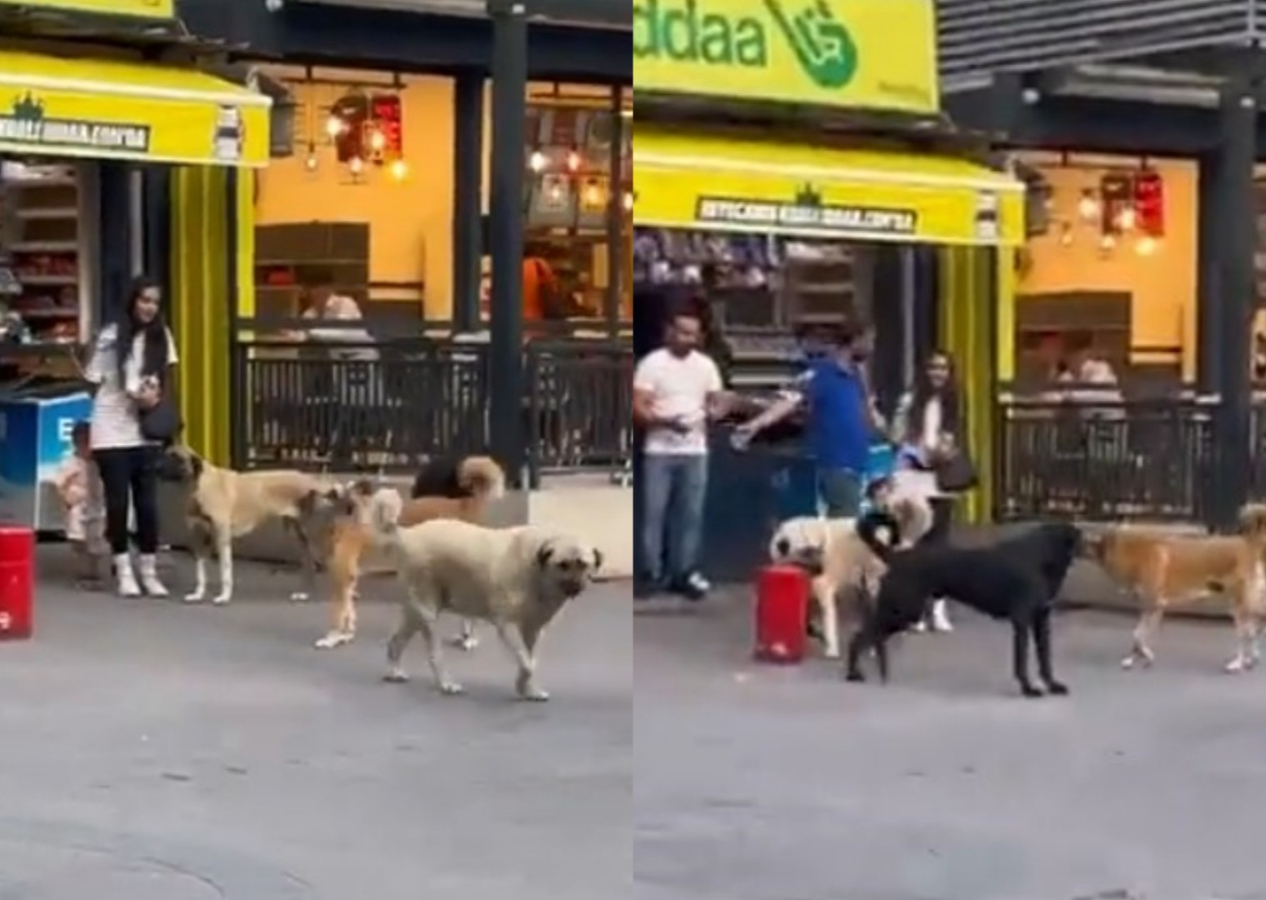Sokak köpekleri anne ve küçük çocuğunun etrafını sardı! Çevredekiler yardıma koştu...