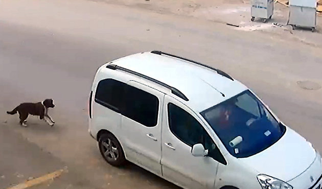Köpeği ezerek öldüren sürücüye sadece bin lira para cezası verildi!