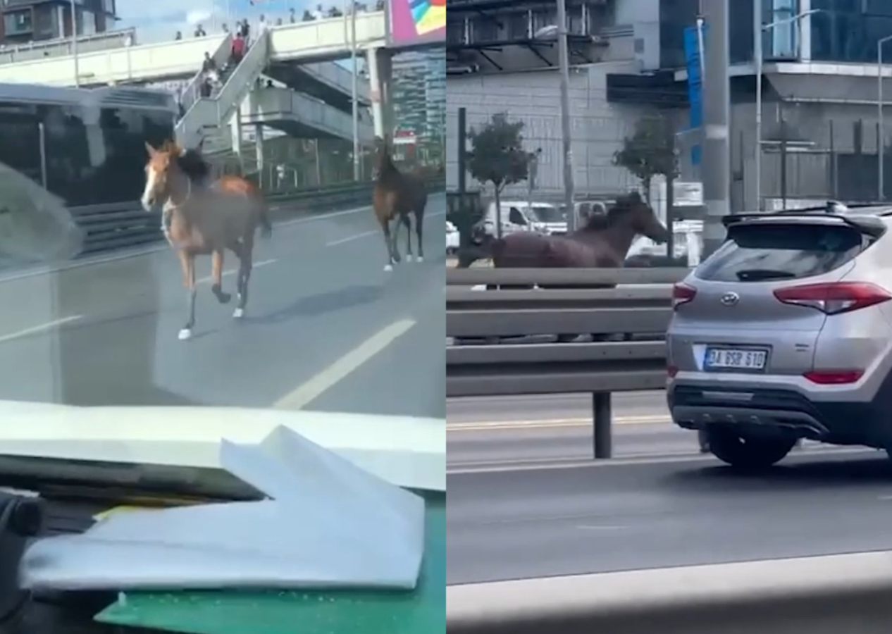 Sürücüler şaşkınlıkla izledi: İstanbul'da başıboş atlar trafikte koşturdu