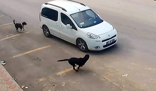Köpeği ezerek öldüren sürücüye bin TL para cezası verilmişti... Yetmedi, beklenen karar geldi!