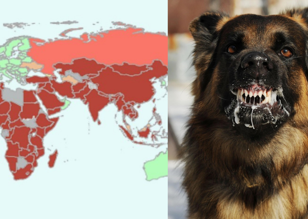 Türkiye, 'Köpek Kuduzunda Yüksek Riskli Ülkeler' listesine alındı: Uzmanlar uyarıyor...