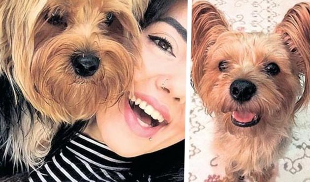 Otobüse alınmayan köpek bagajda öldü!