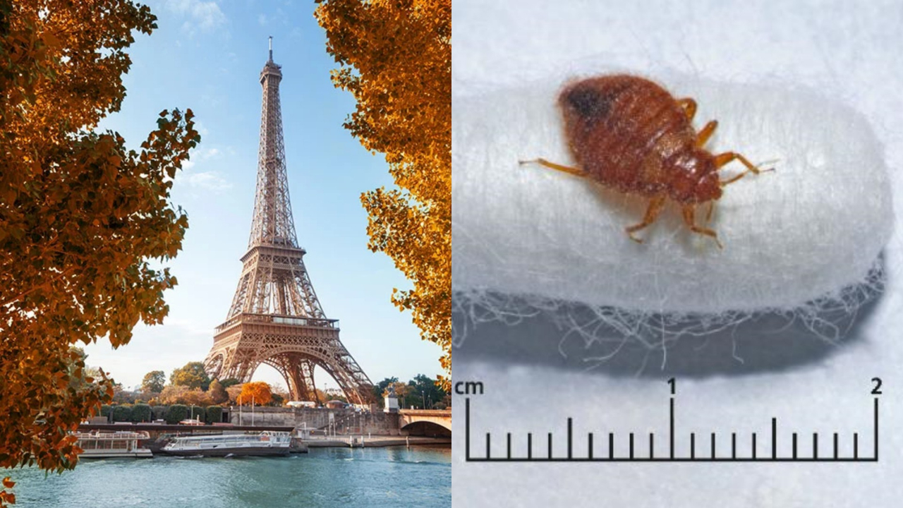 Fransa'da 'tahtakurusu' alarmı! Paris'i bastılar...