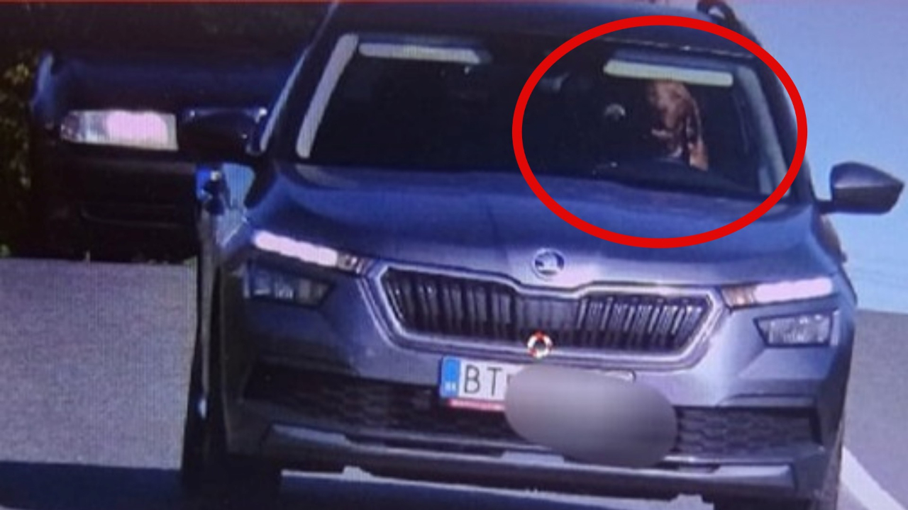 Bu fotoğraf şaka değil gerçek: Aşırı hız yapan otomobilin direksiyonunda köpek yakalandı