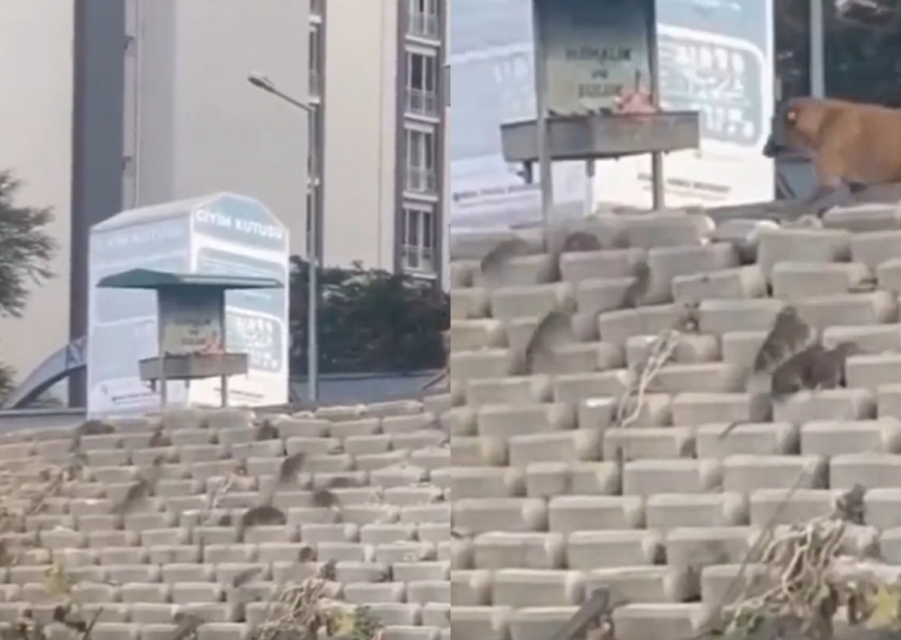 Esenyurt'u fareler bastı! Vatandaşlar çözüm bekliyor