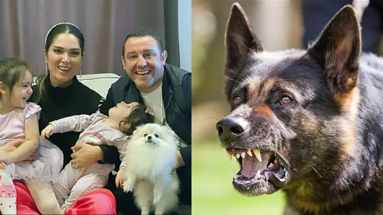 Nihat Kahveci'nin köpeğini, sokak köpekleri parçaladı! Sosyal medyadan isyan etti...