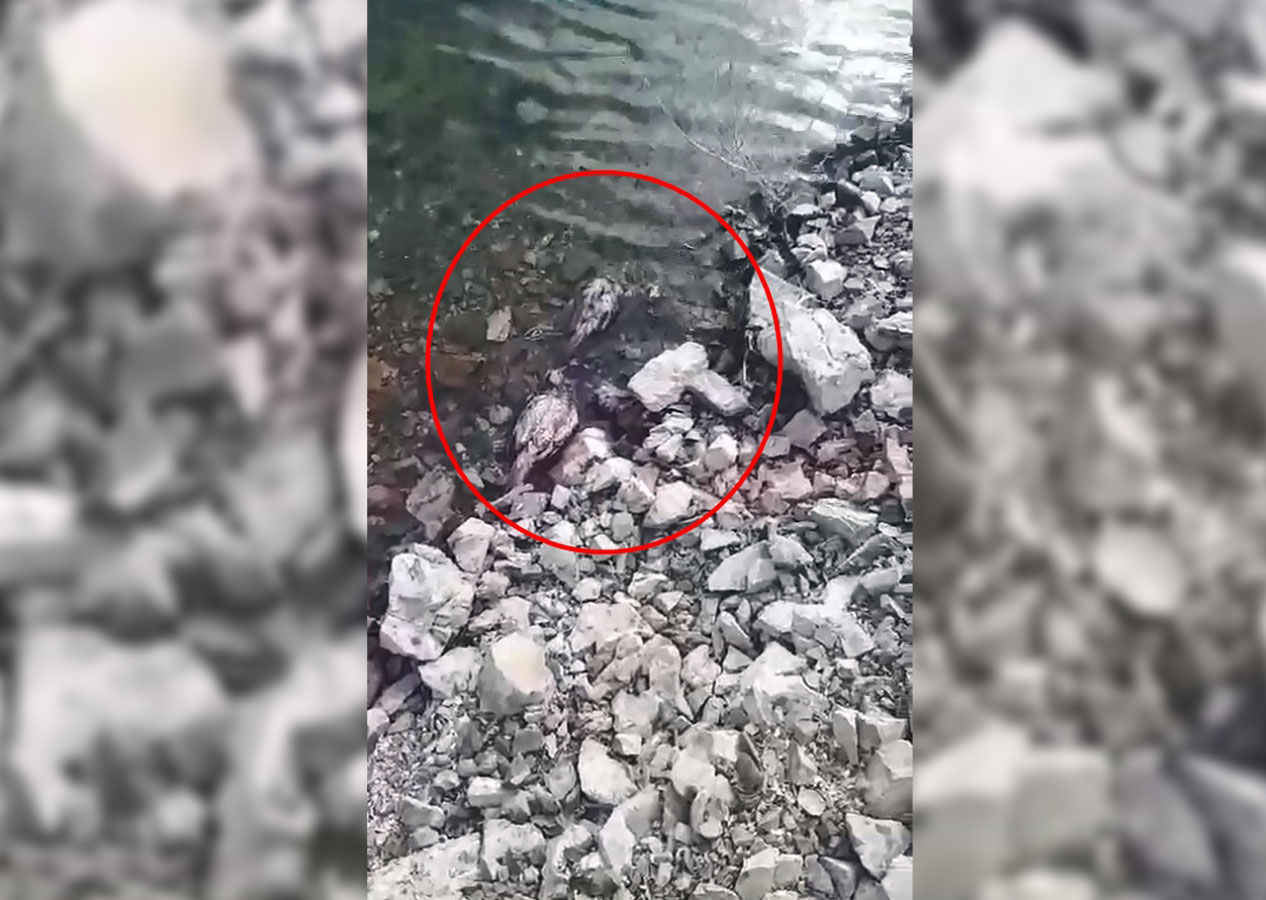 Elazığ’da su kenarında şüpheli keklik ölümleri tedirgin etti