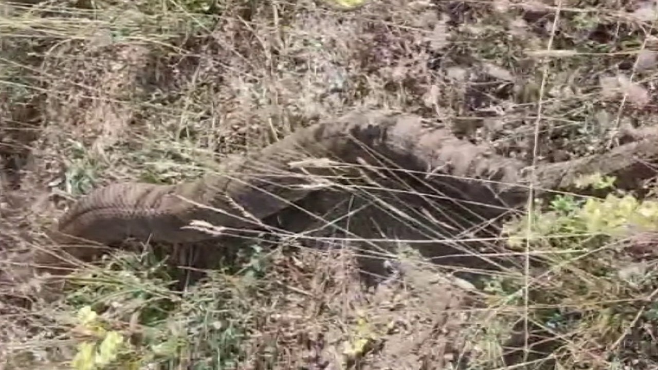 Sivas'ta görüldü: 2 metre boyunda ve zehirli