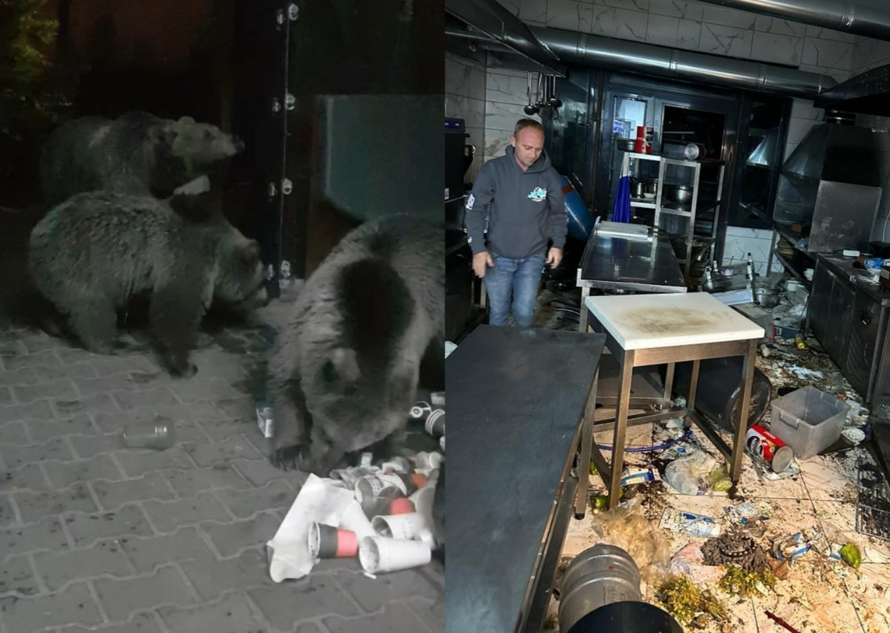 Uludağ'da aç kalan ayılar dükkanları bastı! Ne var ne yok yiyen ayılar esnafı şoke etti
