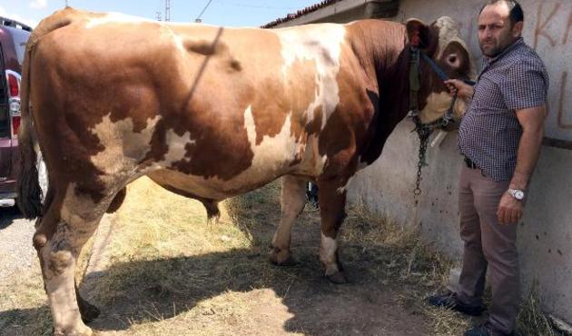 Araba fiyatına boğa! Tam 1 ton 352 kilo geliyor...