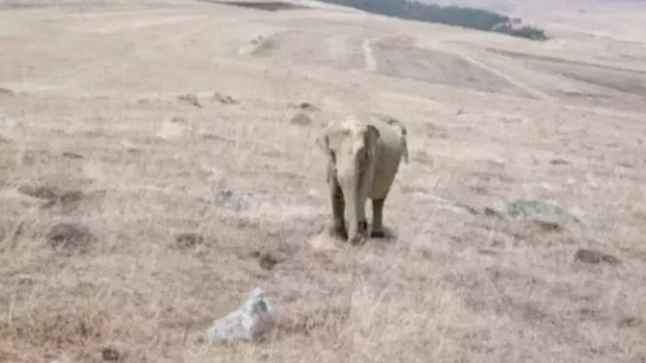Ardahan'da ortalık karıştı! Her yerde o fil aranıyor