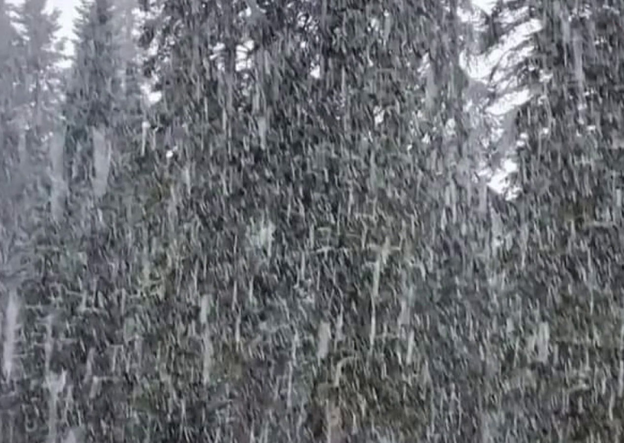 Bartın ve Zonguldak'ta mevsimin ilk kar yağışı başladı