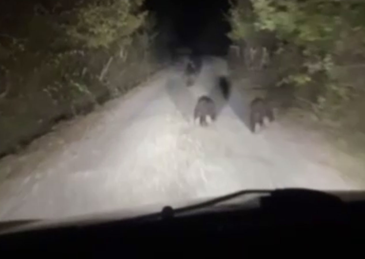 Zonguldak Devrek'i ayılar bastı! Vatandaşlar aç kalan ayılar nedeniyle tedirgin
