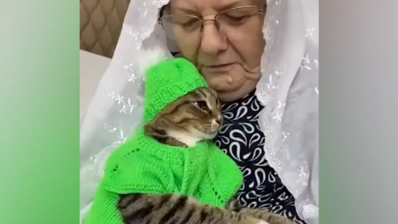 Yaşlı kadın kedisine yelek ve bere ördü: Yürek ısıtan görüntüler