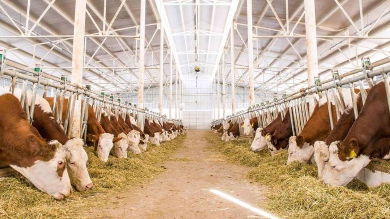 Resmi Gazete'de yayımlandı! Hayvancılık destekleri yüzde 100-150 artırıldı