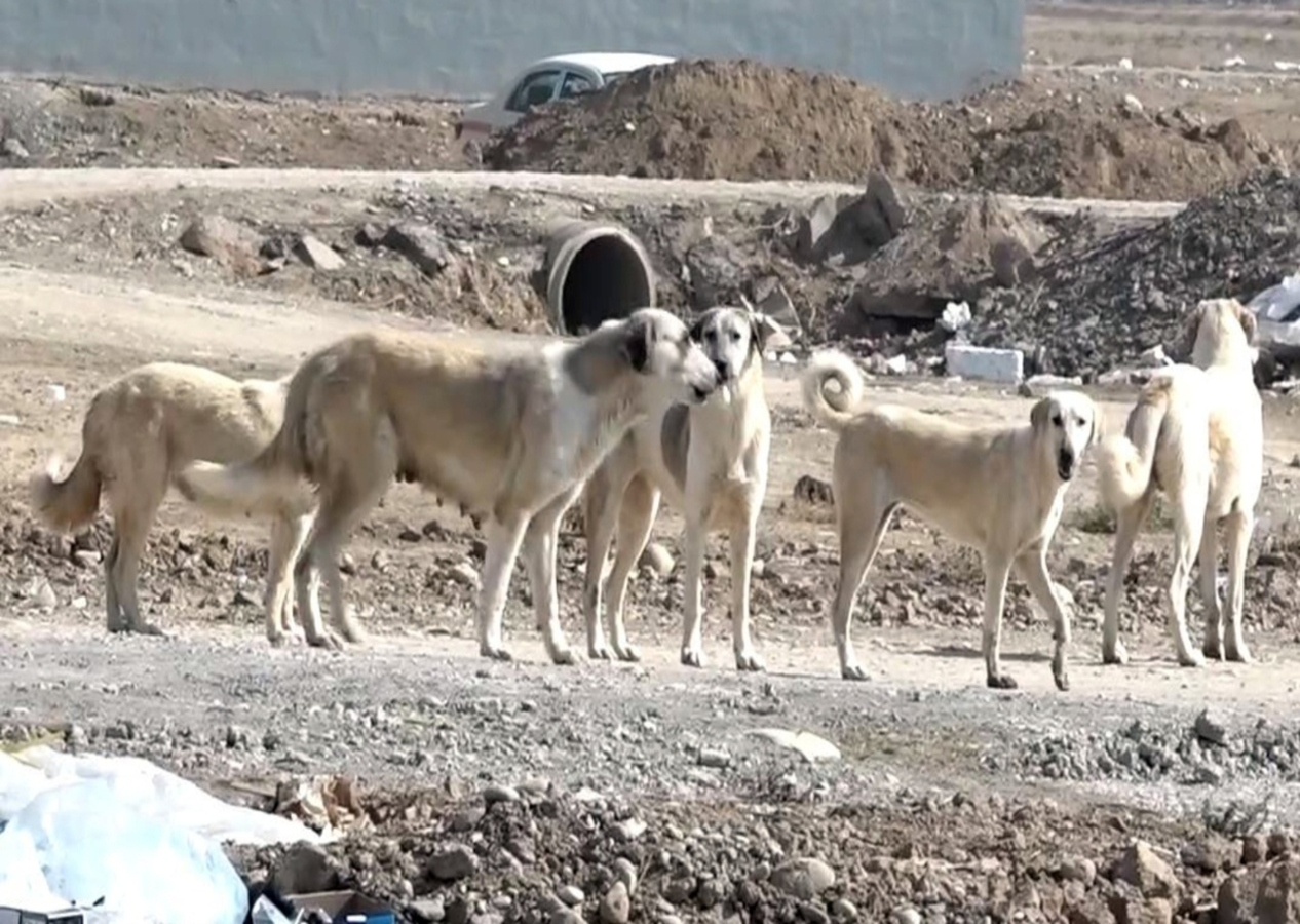 Erbil'de köpek mezarlığı! Açlık ve sefalet içinde ölüme terkedildiler