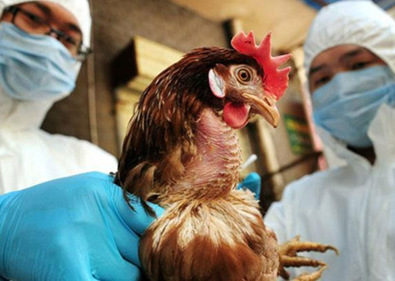 Kuş gribi alarmı! 72 bin kümes hayvanı itlaf edilecek