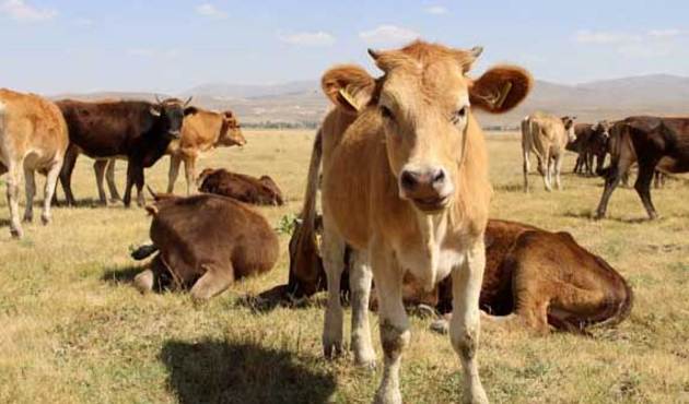 İnternetten kurbanlık alırken "kurban" olmayın!