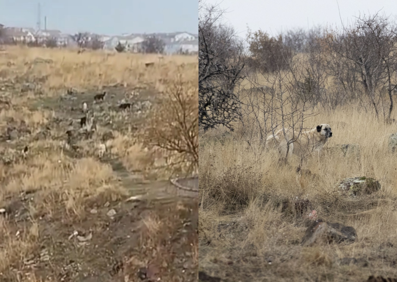 Okula gitmeye çalışan küçük çocuğa başıboş sokak köpekleri saldırdı: Çocuğun durumu ağır
