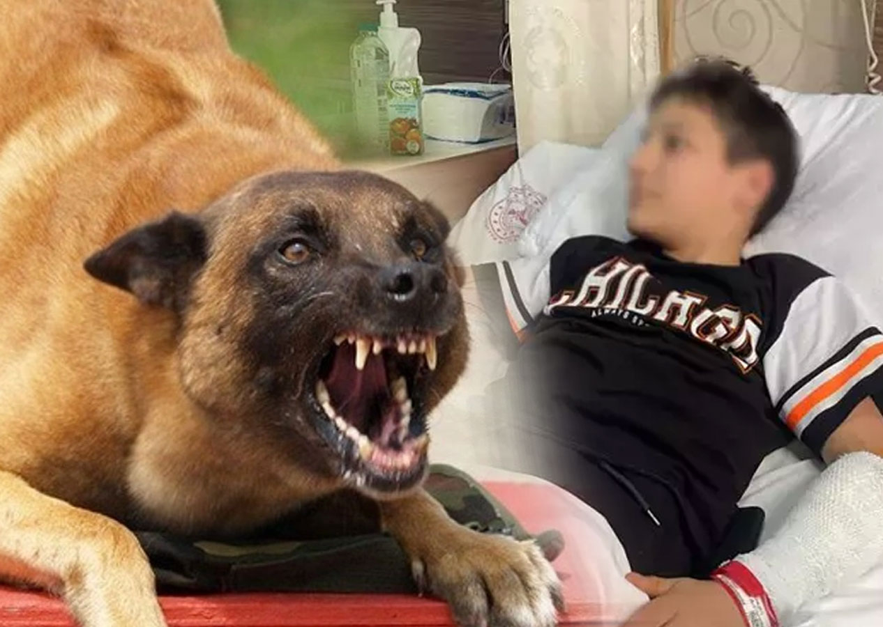 Rize'de başı boş köpekler 12 yaşındaki çocuğa saldırdı