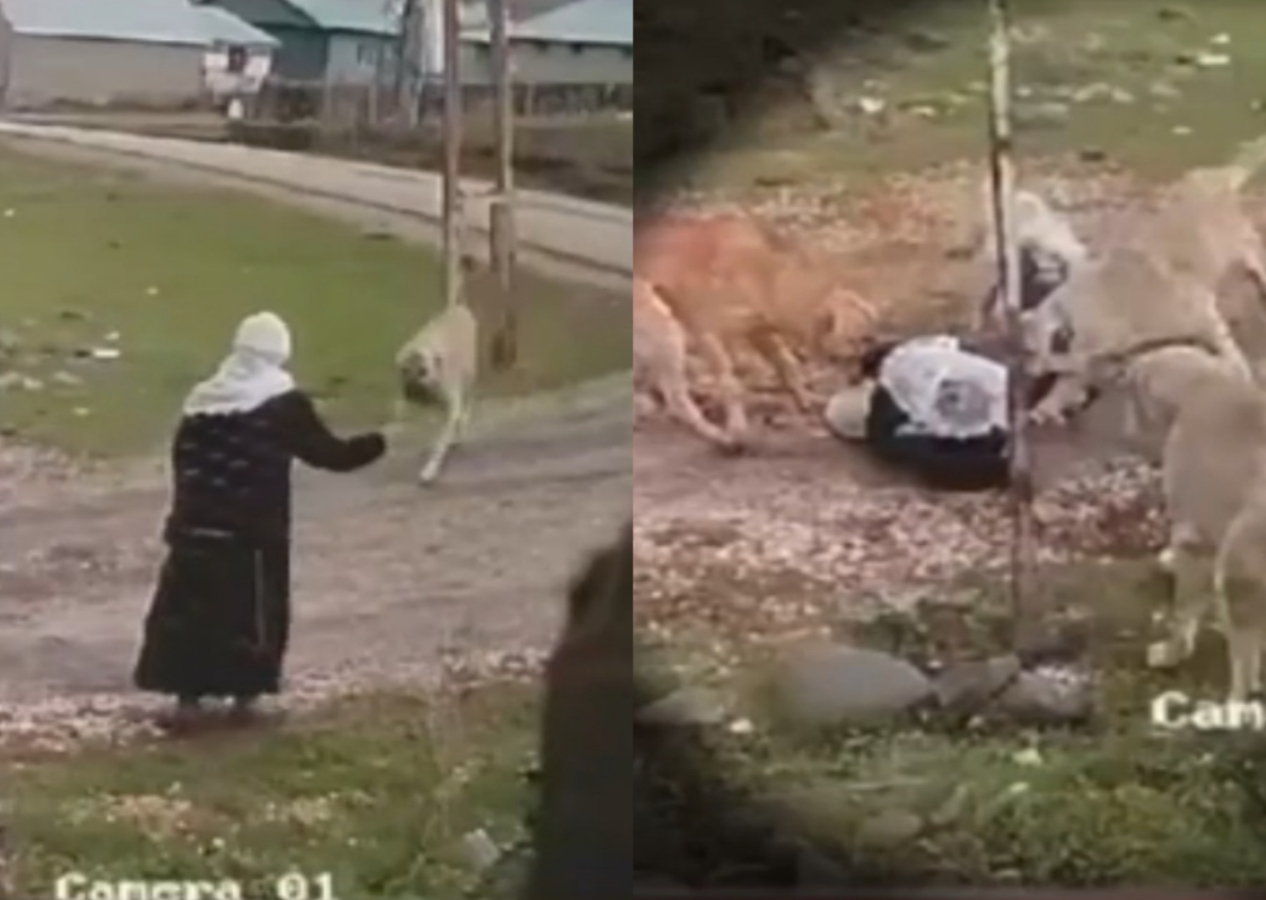 Muş'ta başıboş köpek sürüsü yaşlı kadına saldırdı: Kuduz teşhisi konuldu!