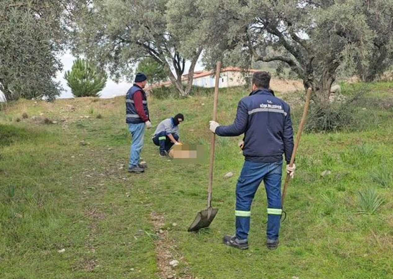 Aydın'da korkunç manzara! Onlarcası öldürülmüş şekilde bulundu!