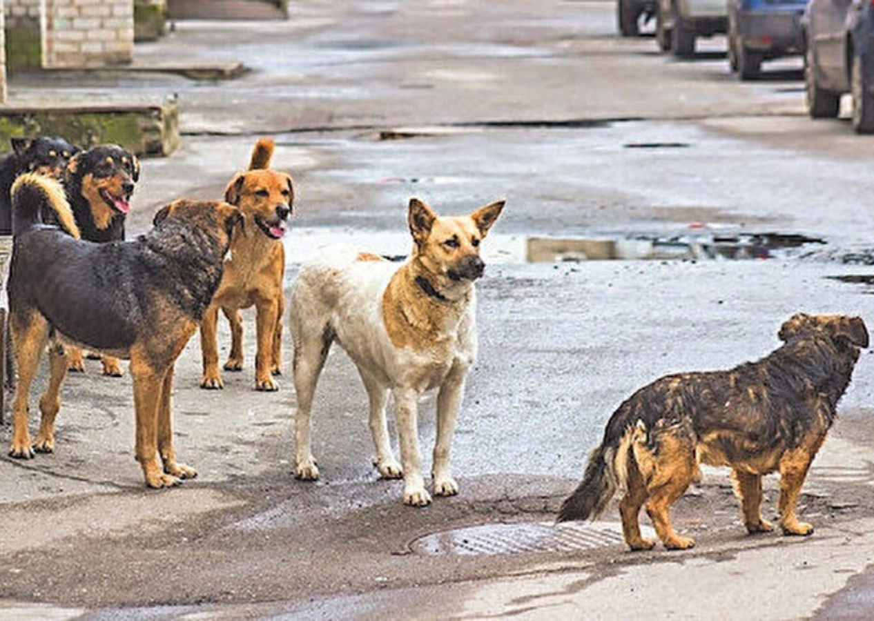 3 bakanlık masaya oturdu! İşte başıboş köpek sorunu ile ilgili çalışmanın detayları...