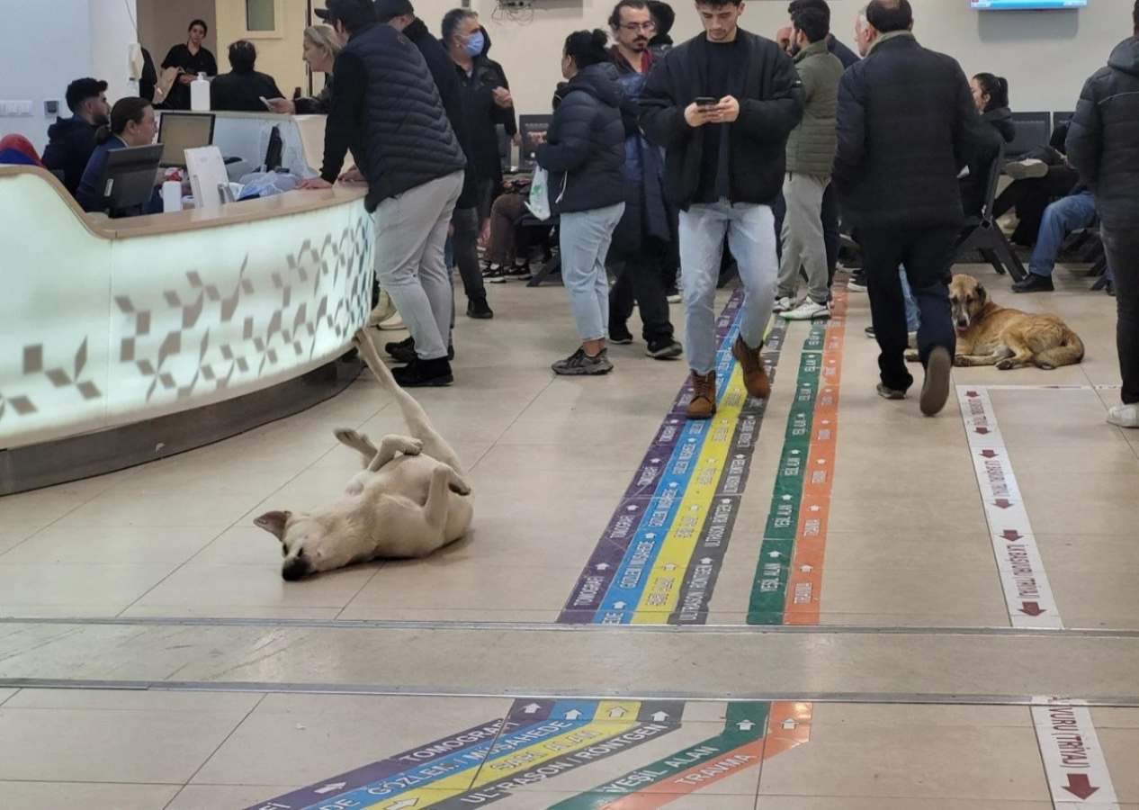 Köpekler hastaneleri mesken tuttu! Kocaeli'den sonra şimdi de Göztepe'de tepki çeken görüntüler...