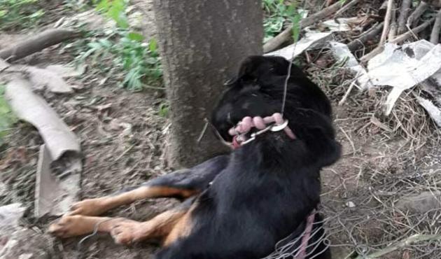 Köpeği çelik iple asıp öldürdüler...