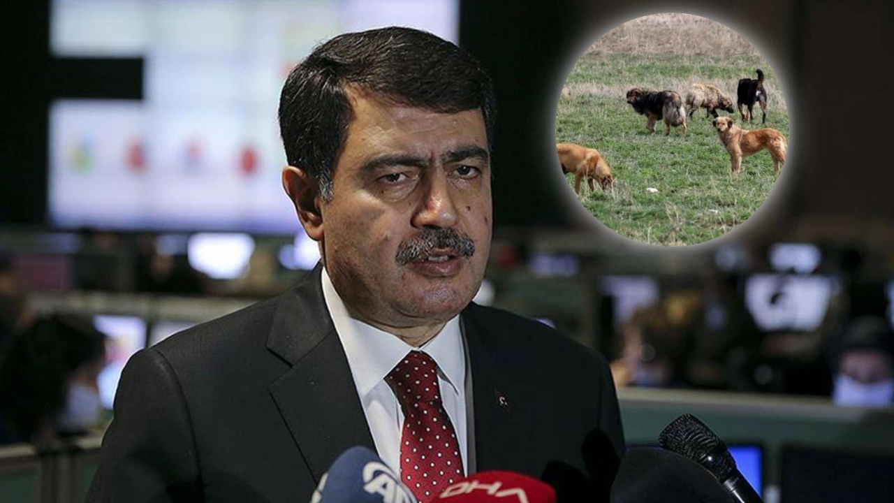 Ankara Valisi Vasip Şahin sokak köpekleri için harekete geçti! Belediyelere yazı gönderdi...