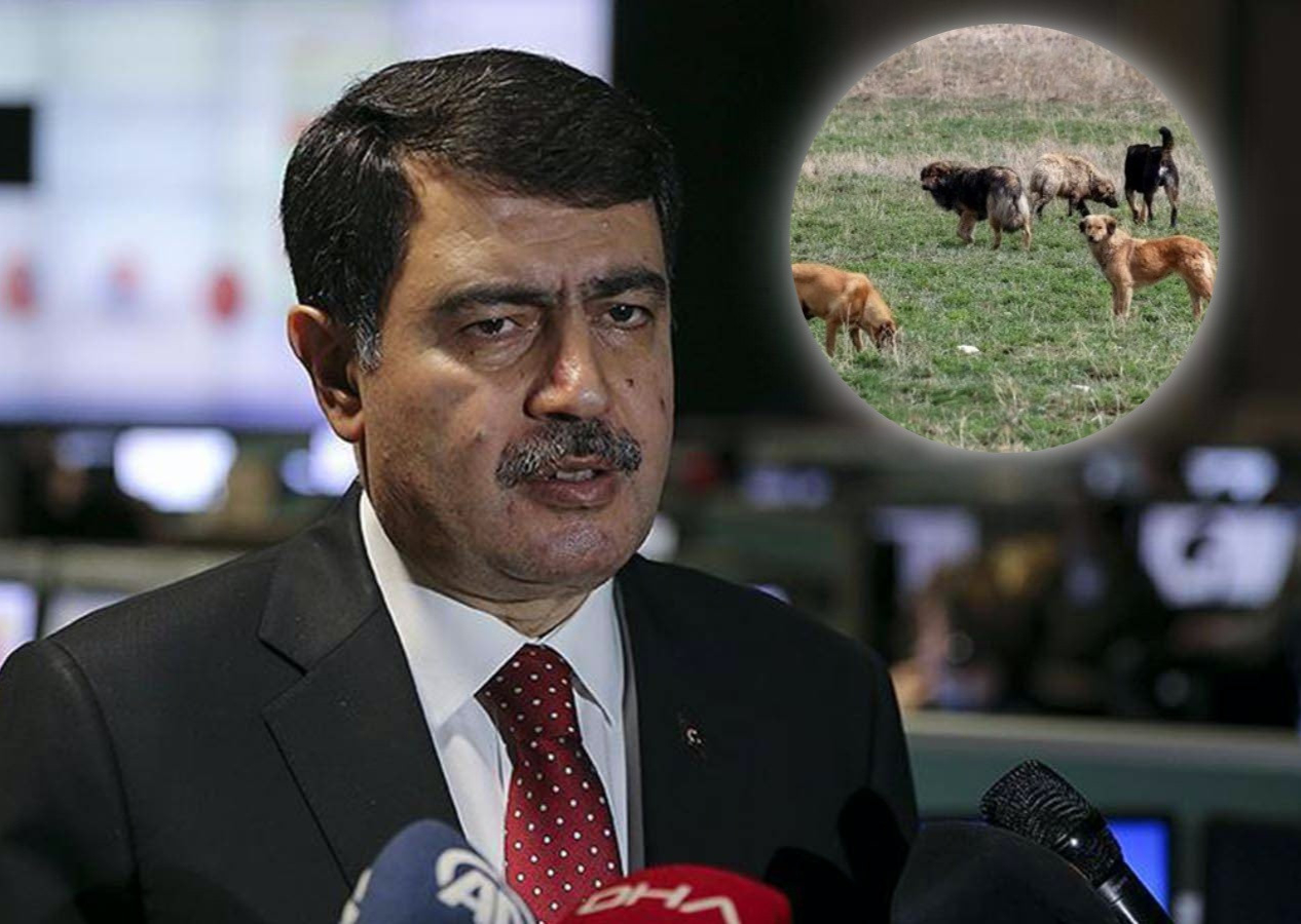 Ankara Valisi Vasip Şahin sokak köpekleri için harekete geçti! Belediyelere yazı gönderdi...