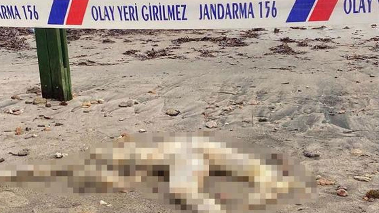 Bodrum'da sahile gidenler başı kesik erkek cesedi buldu!