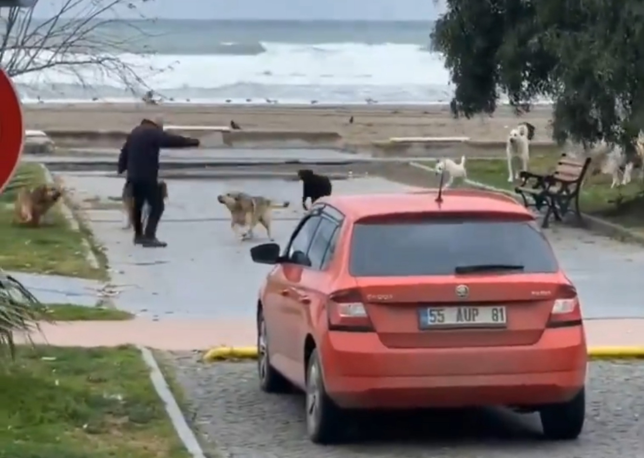 Ne sahilde ne sokakta vatandaşa rahat yok: Başıboş köpekler sahilde yürüyen adama böyle saldırdı!