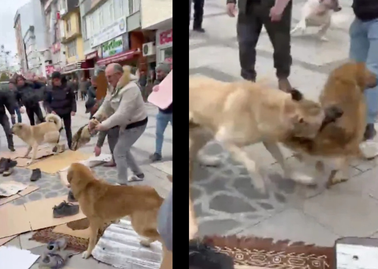 Cuma namazında köpek saldırısı! Rize'de başıboş sokak köpekleri dehşet yaşattı...