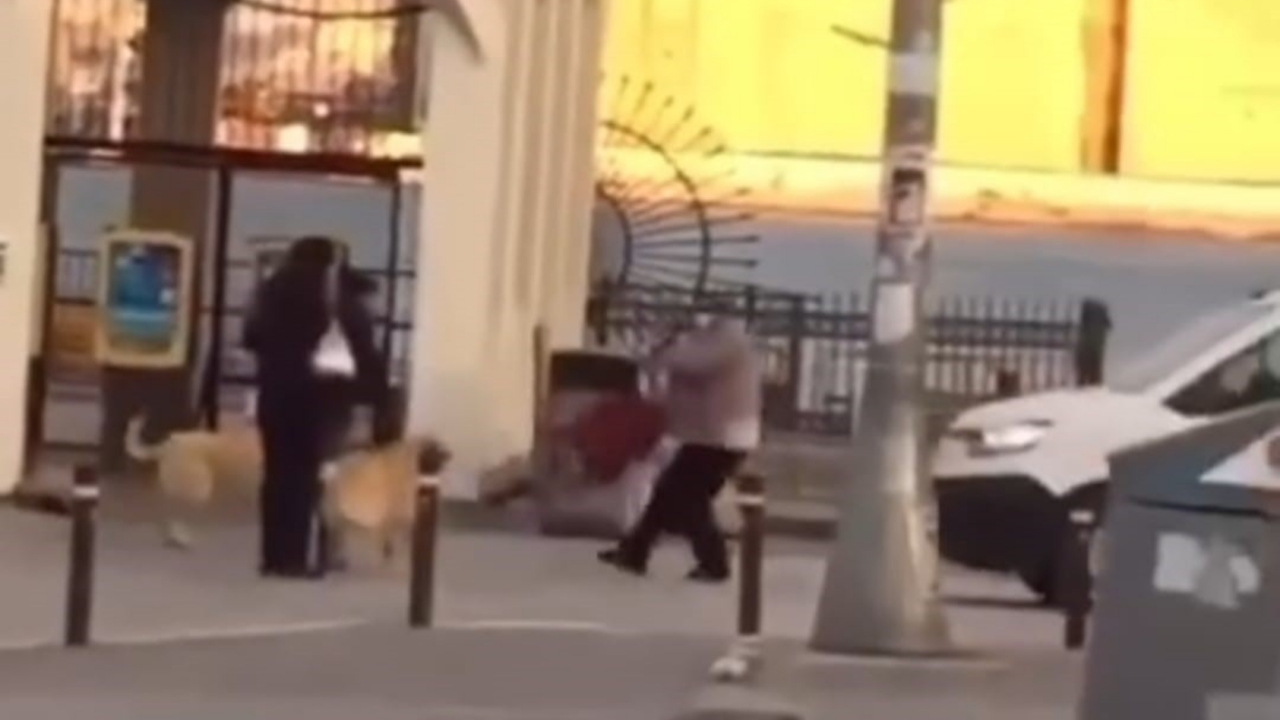 Bıktık artık! Başıboş köpekler şehrin ortasında yine dehşet saçtı