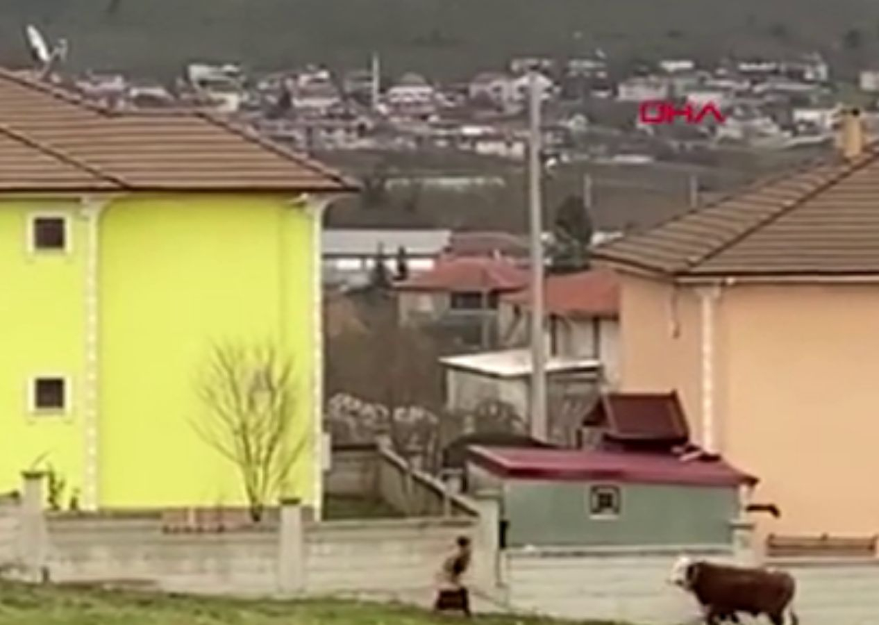 3 tosunun saldırısına uğradı: "O kadın cesareti ile beni kurtardı”