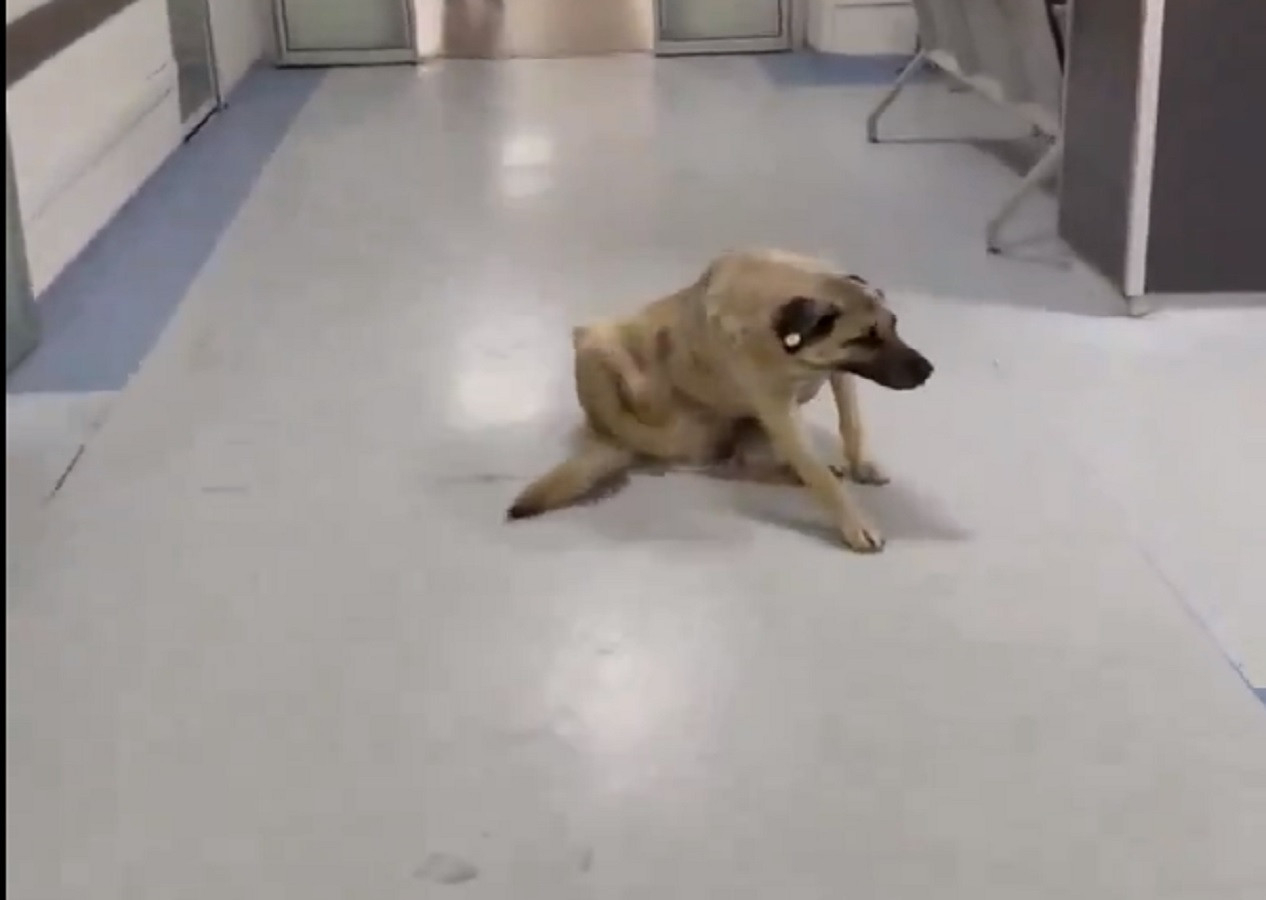 Ege Üniversitesi Tıp Fakültesi Hastanesinde ortaya çıkan görüntü şaşırttı! Köpeğin koridorda rahatlığı yok artık dedirtti!