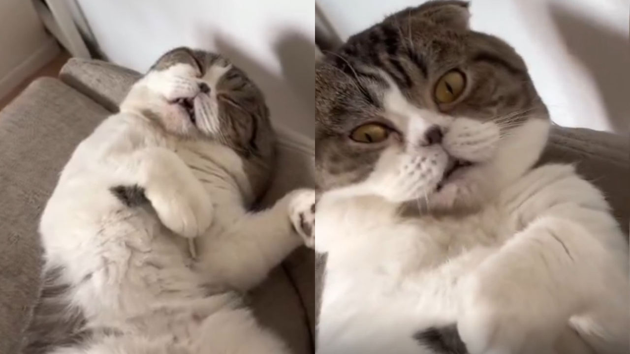 İnsan gibi yatıp horlayan kedi sosyal medyada gündem oldu