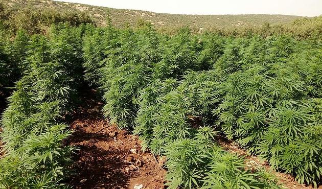 Diyarbakır'da PKK'nın uyuşturucu tarlası bulundu!