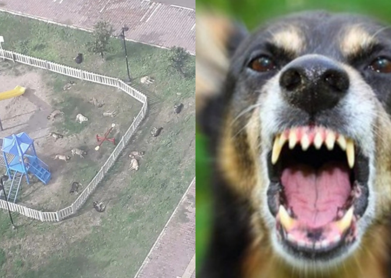 Başıboş köpekler çocuk parkını işgal etti: Sorun giderek büyüyor