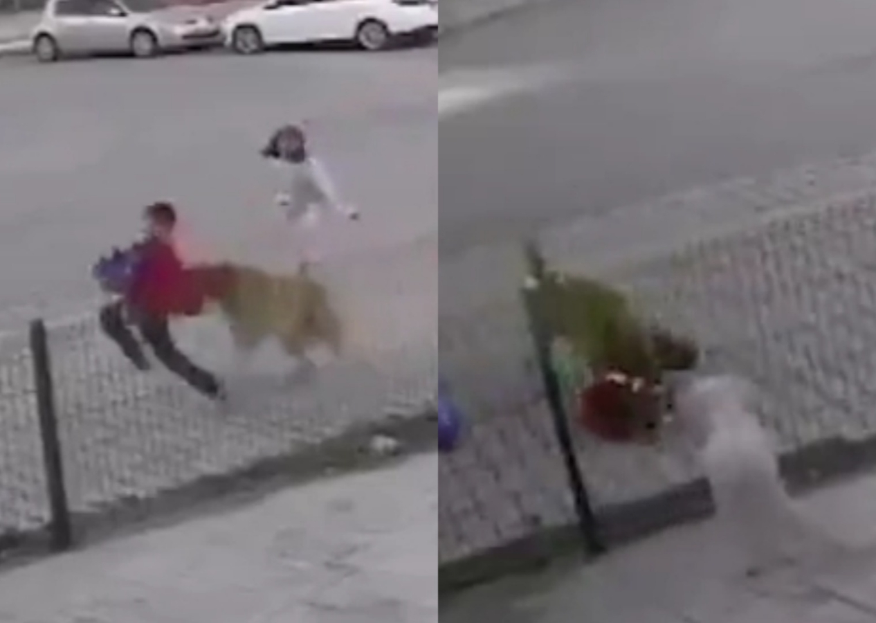 Bu kez Antalya: Başıboş köpek saldırılarının sonu gelmiyor! Küçük çocuğu yere düşürerek ısırmaya başladı...