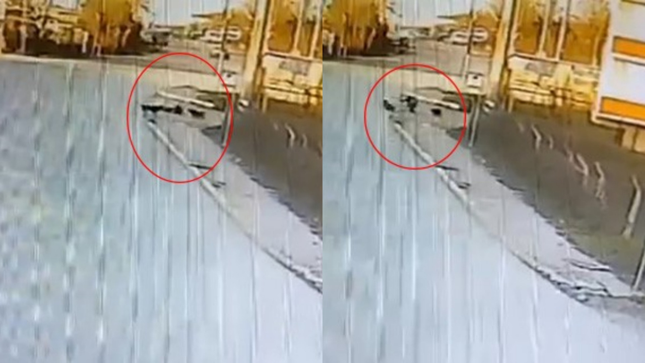 Okula giden çocuğa 2 başıboş sokak köpeği saldırdı!