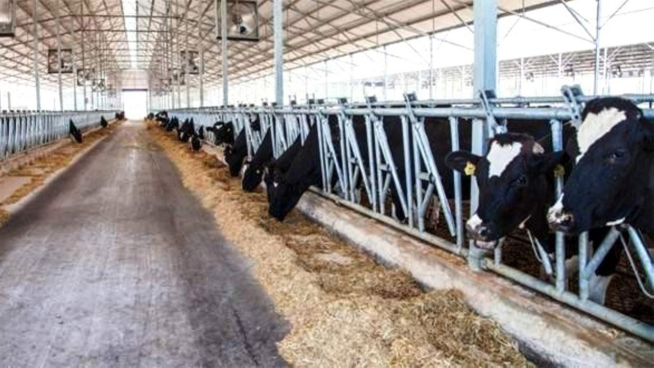Hayvan üretiminde sert düşüş yaşandı