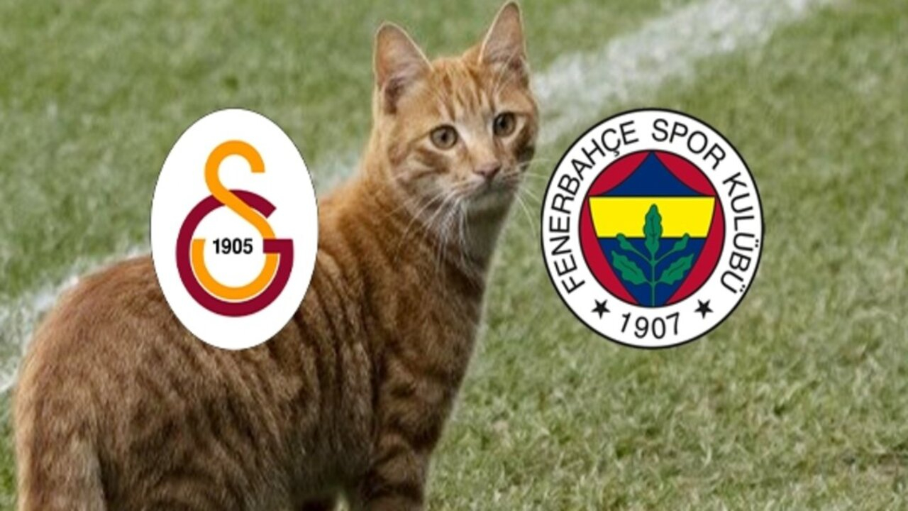 Galatasaray'dan Fenerbahçe'ye kedi iması! Kadıköy'de sahaya girmişti
