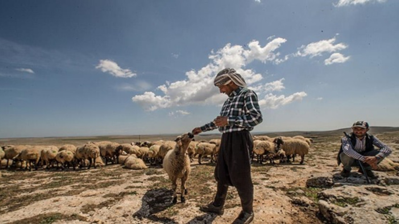 Göçerlerin zorlu yayla yolculuğu başladı! İşte o çok özel fotoğraflar
